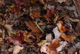epc_site_112009003002.jpg